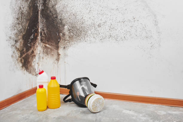 Best Certified Mold Removal  in Wickerham Manor Fisher, PA