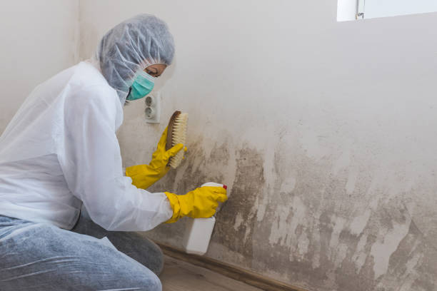 Best Mold Damage Repair  in Wickerham Manor Fisher, PA